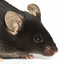 Mus musculus