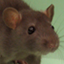 Rattus norvegicus